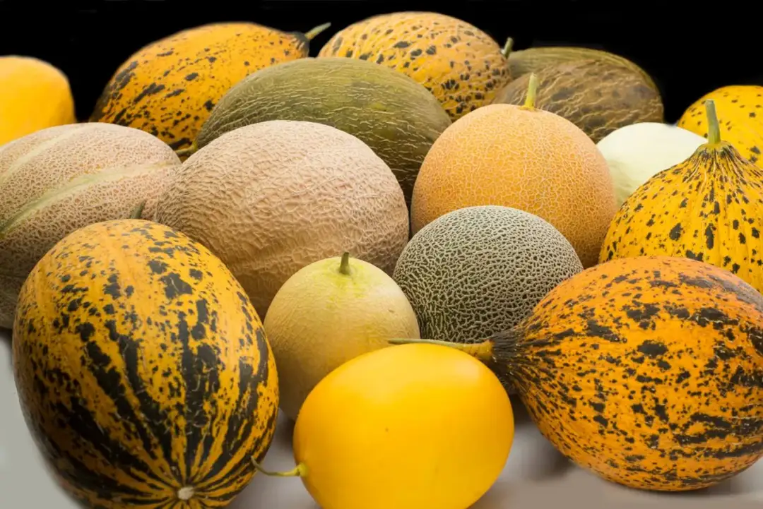 Kiedy sezon na melony w Polsce? Sprawdź, jak nie przepłacić