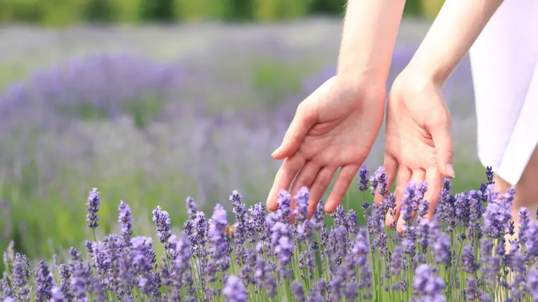 Dlaczego lawenda nie kwitnie? Oto najczęstsze przyczyny braku kwiatów
