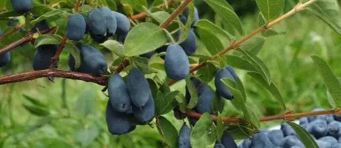 Jak uprawiać jagodę kamczacką i cieszyć się obfitymi plonami