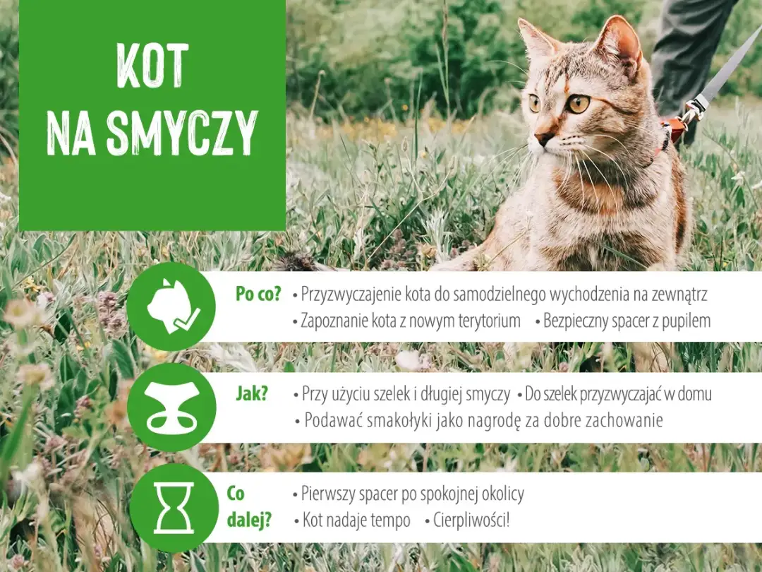 Jak przyzwyczaić kota do obroży, aby uniknąć stresu i niepokoju