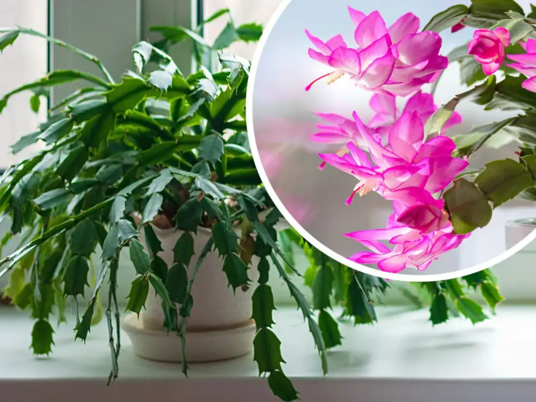 Grudnik: Jak pielęgnować, by pięknie kwitł? Poradnik