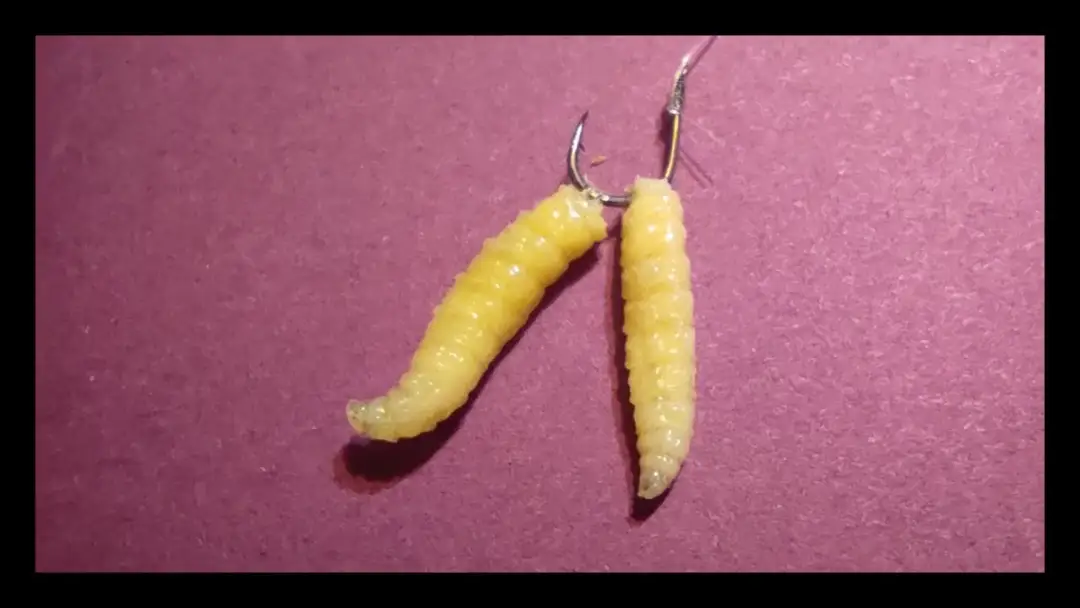 Jak zakładać robaka na haczyk, aby zwiększyć skuteczność wędkowania