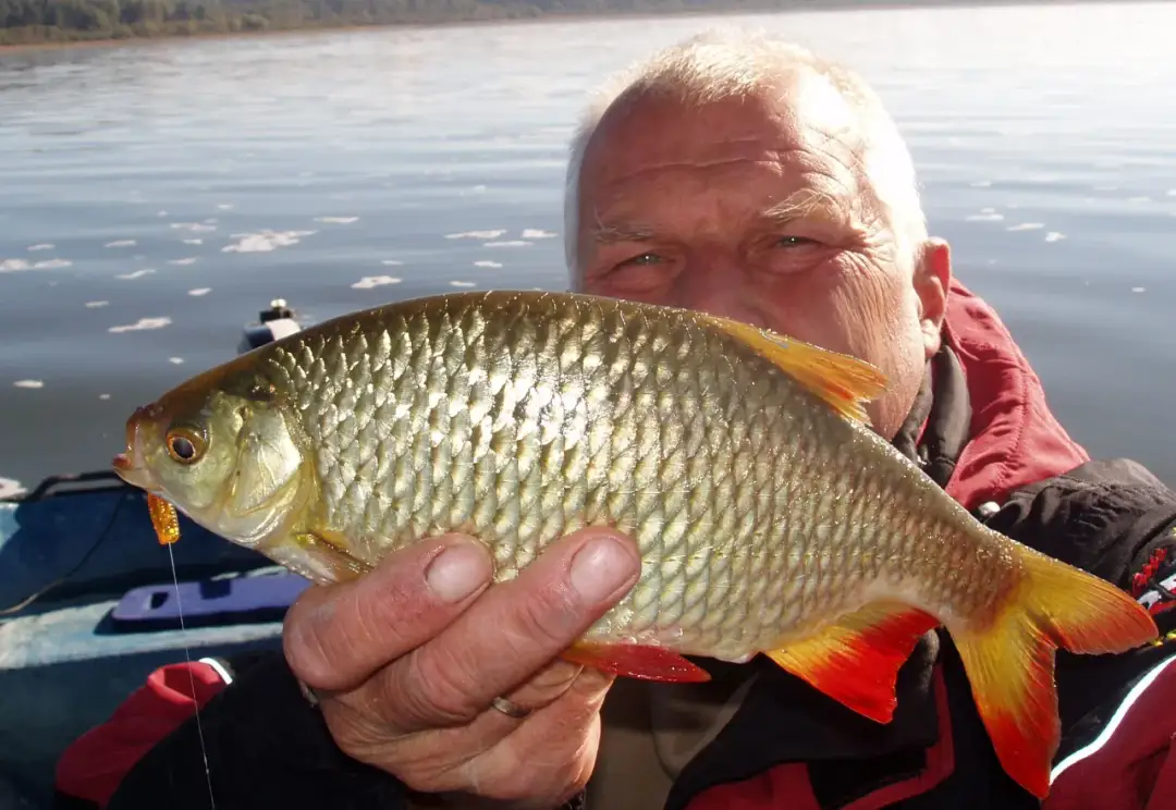 Krąp ryba - odkryj tajemnice, wędkarstwo i przepisy kulinarne