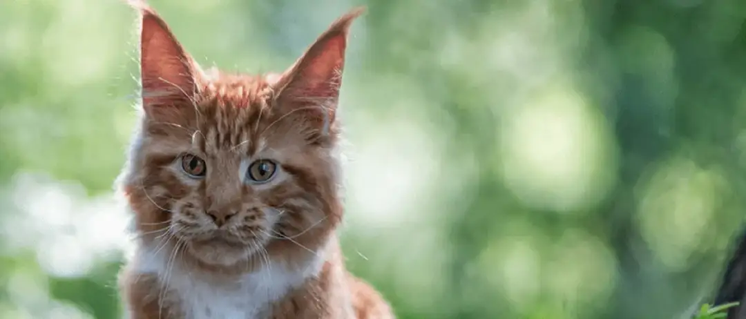 Ile muszą mieć kotki, żeby je oddać? Uniknij błędów w adopcji