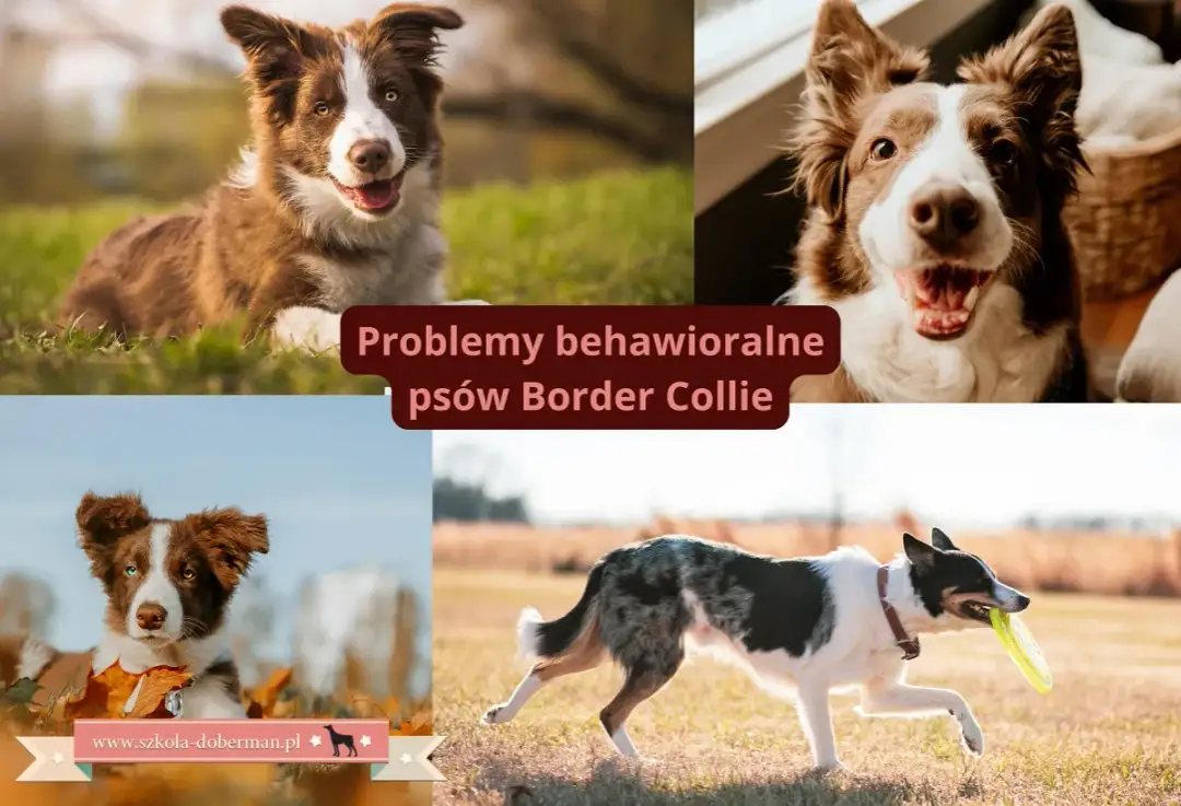 Border collie w bloku: Czy aktywna rodzina da radę? Sprawdź!