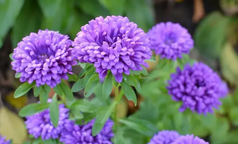 Astry kiedy siać do gruntu, aby uniknąć przymrozków i zapewnić wzrost