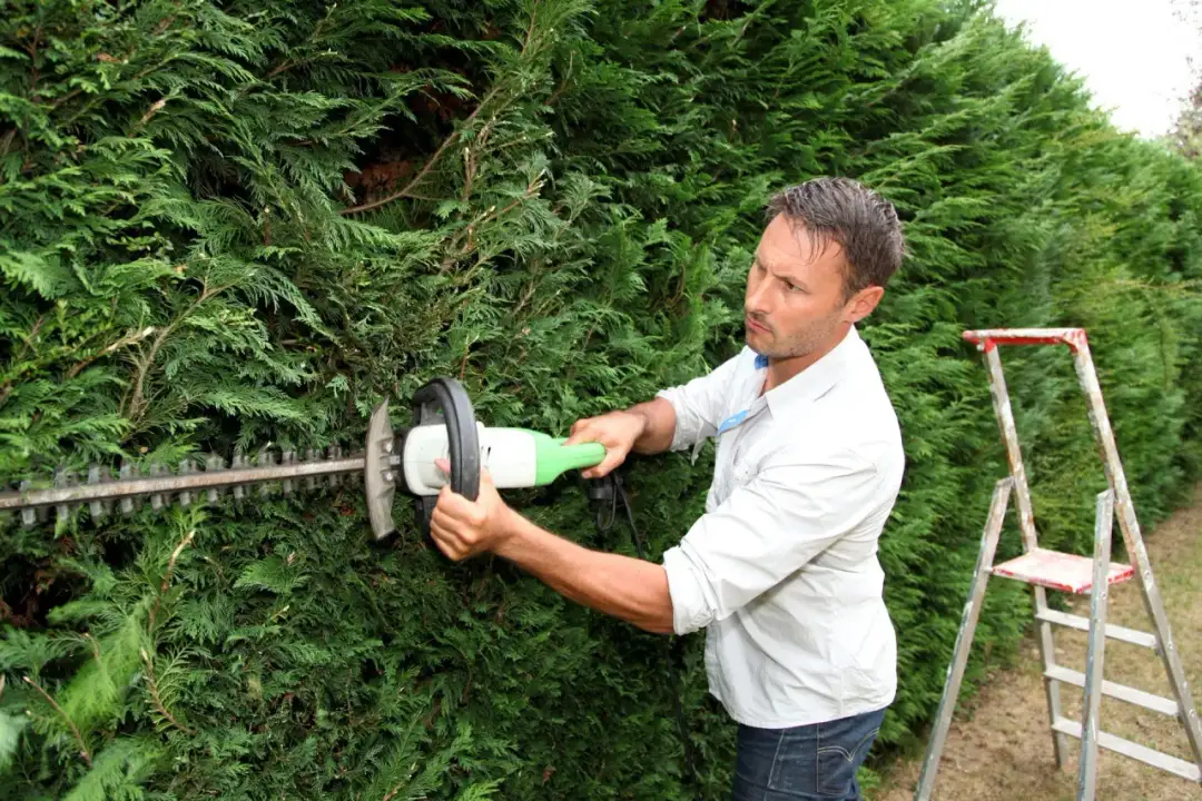 Jak wybrać nożyce do tui? Poradnik eksperta dla pięknego żywopłotu