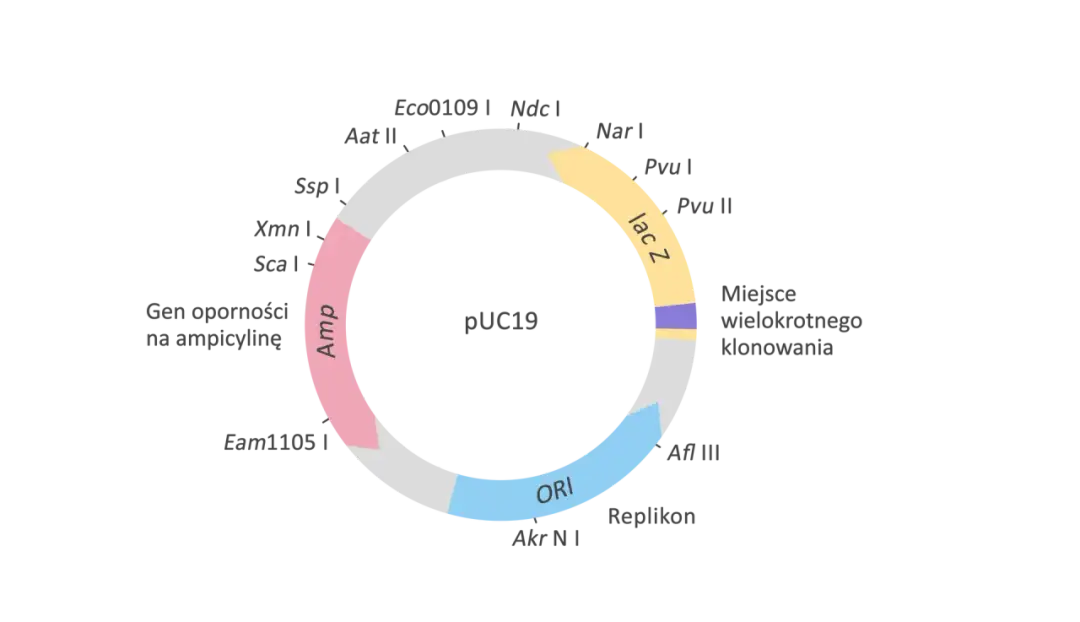 Wektor w biologii: Genetyczny vs epidemiologiczny rozwiej wątpliwości