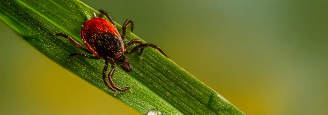 Krople czy obroża na kleszcze – co wybrać, by skutecznie chronić psa?