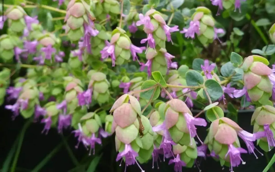 Jak kwitnie oregano - poznaj sekrety pięknych kwiatów i zbiorów