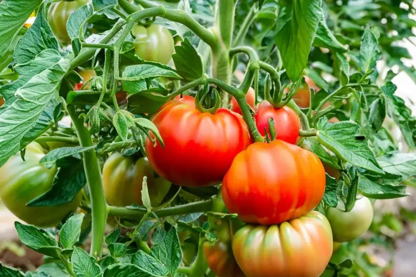 Jak kwitnie pomidor - poznaj kluczowe warunki dla zdrowych roślin