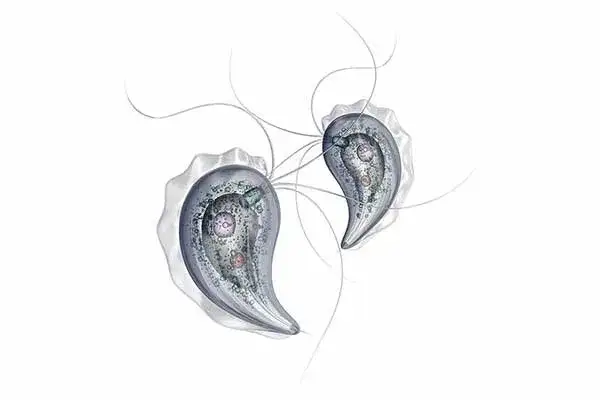 Rzęsistek pochwowy objawy: jak rozpoznać i uniknąć powikłań