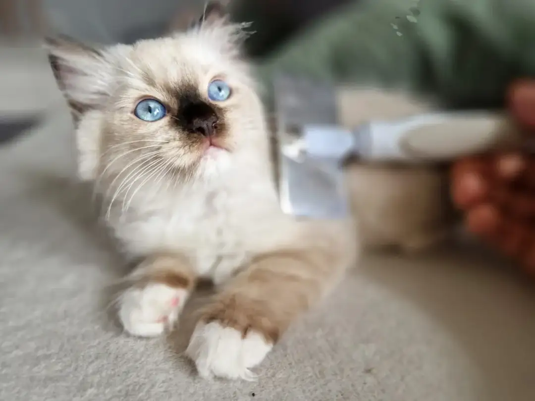 Kociak rasy Ragdoll z niebieskimi oczami jest czesany szczotką.