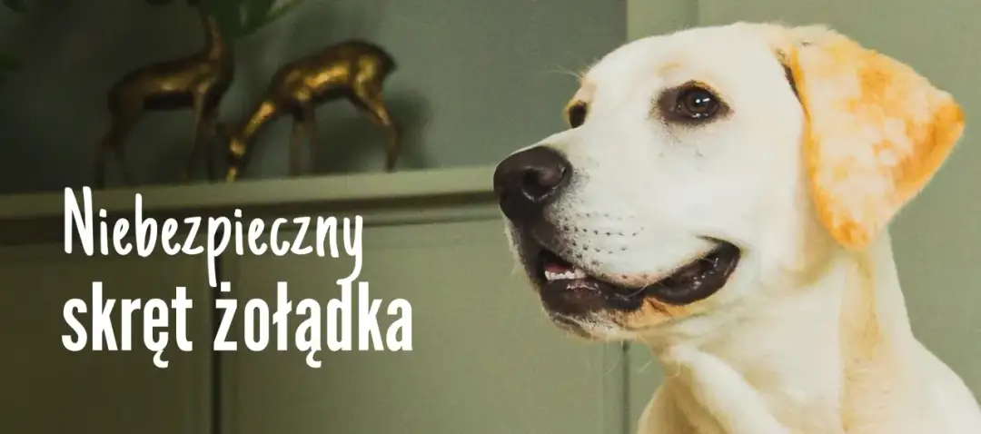 Skręt żołądka u psa: Ratuj! Objawy i co robić przed weterynarzem