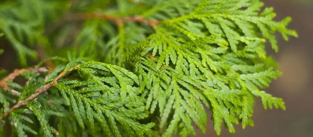 Jak zaszczepić tuje: proste metody na udane rozmnażanie roślin