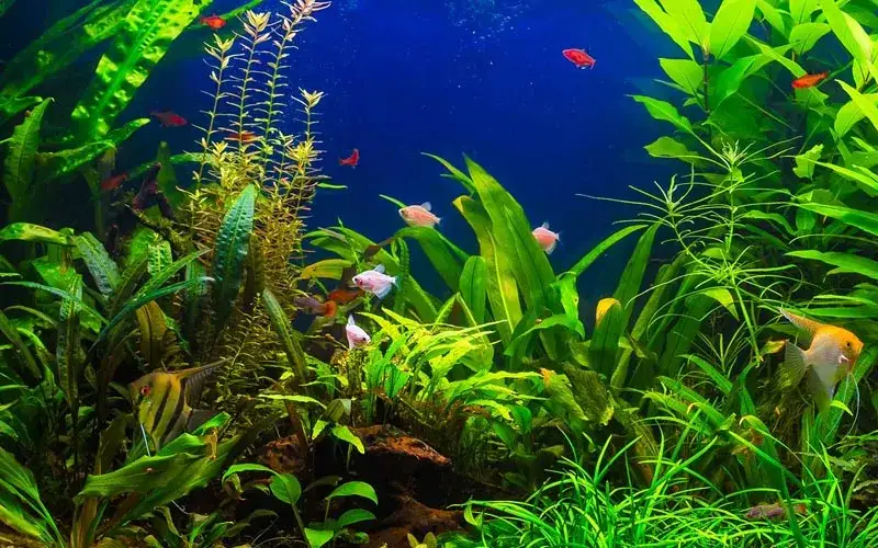 Jakie tło do akwarium wybrać: wszystko co musisz wiedzieć o aranżacji