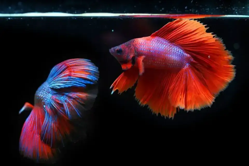 Jakie rybki z bojownikiem? Bezpieczne towarzystwo dla twojego akwarium