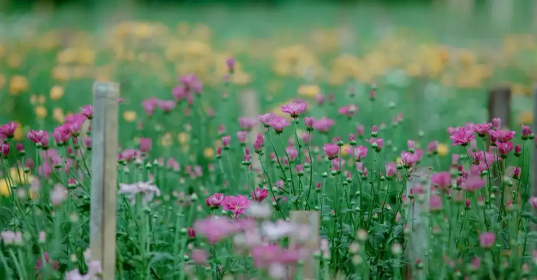 Piękny wianek na drzwi: Jak zrobić i powiesić? Krok po kroku