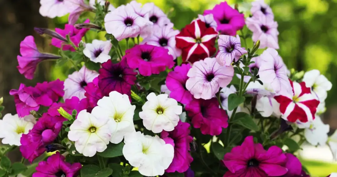 Jak przycinać surfinie, aby uzyskać bujniejsze kwitnienie i zdrowie rośliny