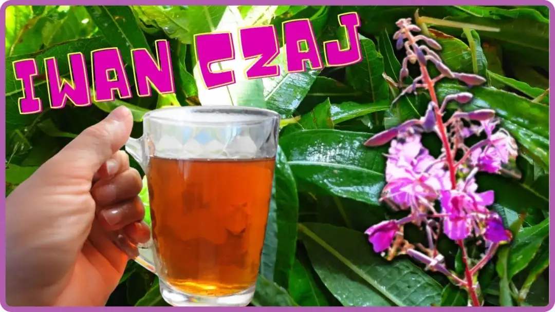 Jak zrobić idealny czaj z herbaty – prosty przepis i wskazówki dla smaku