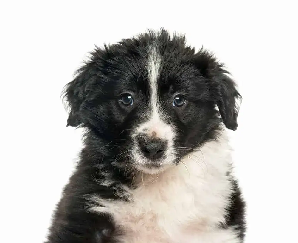 Kiedy szczeniak border collie zmienia sierść i co musisz wiedzieć