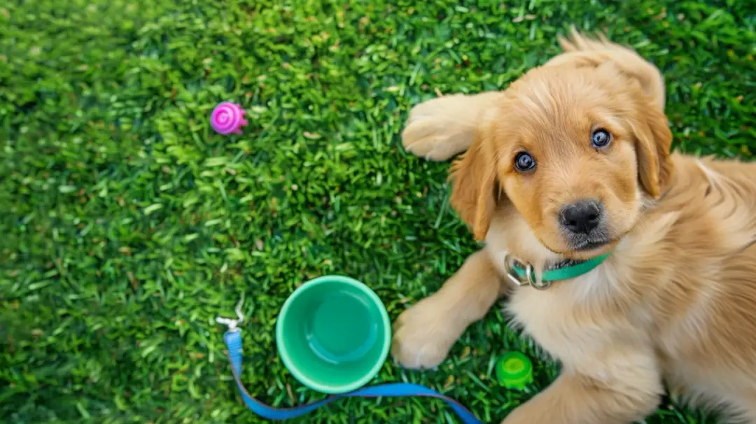 Czy można wziąć 6 tygodniowego szczeniaka? Odpowiedzi