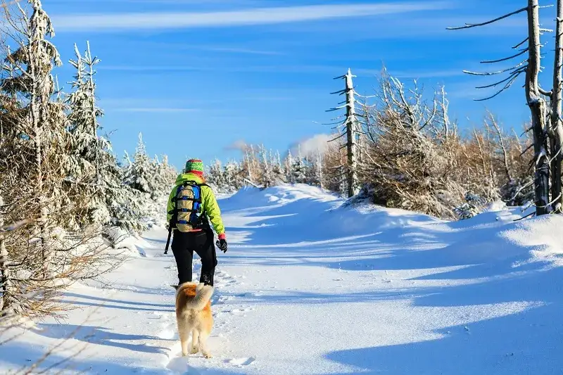 Gdzie z psem w góry Zakopane - najlepsze miejsca na spacery z psem