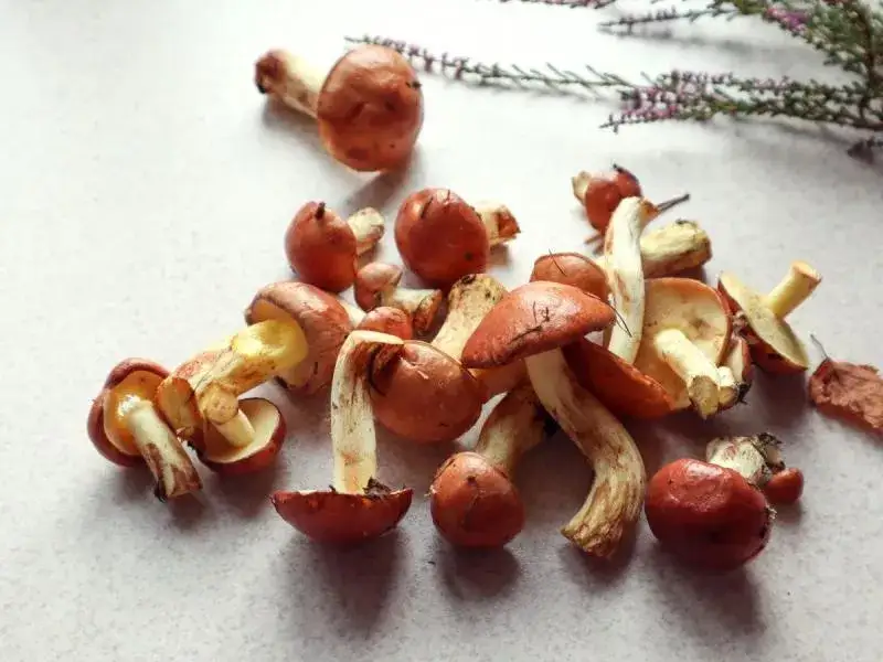 Jakie maślaki można suszyć i jak zrobić to prawidłowo - poradnik suszenia