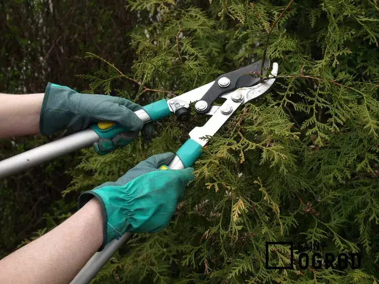 Jak prawidłowo sadzić tuje szmaragd na żywopłot – uniknij błędów i ciesz się gęstym ogrodzeniem