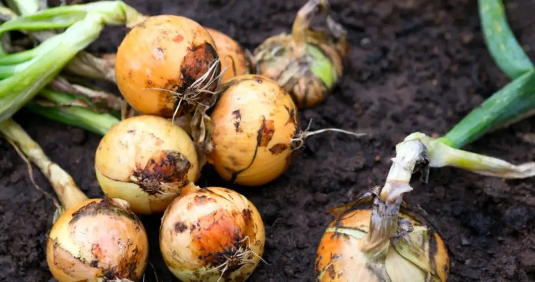 Kiedy sadzić cebulę zimową, aby uniknąć nieudanych plonów?