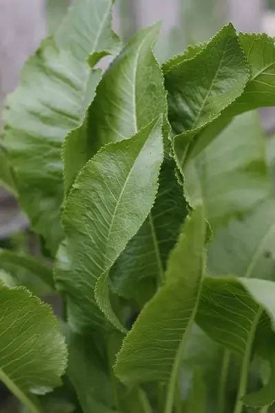 Jak uprawiać chrzan: kluczowe wskazówki dla zdrowego plonu