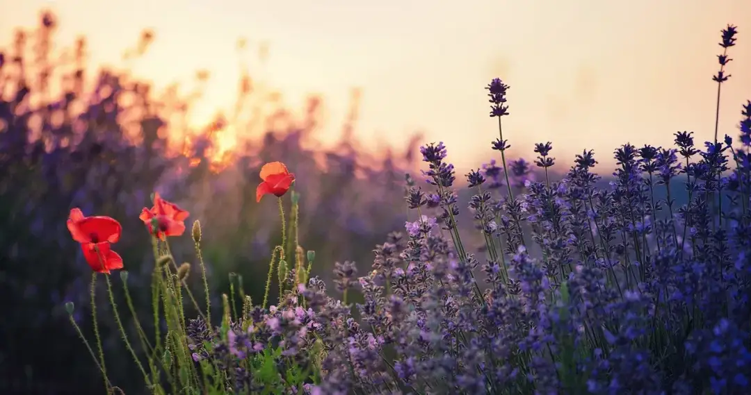 Jak długo kwitnie lawenda? Poznaj sekrety jej pięknego kwitnienia