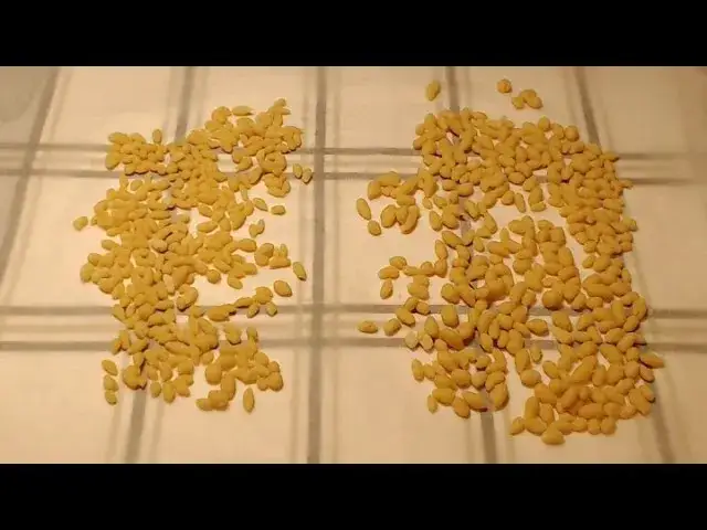 Jak zrobić zacierkę do zupy, aby wzbogacić jej smak i aromat