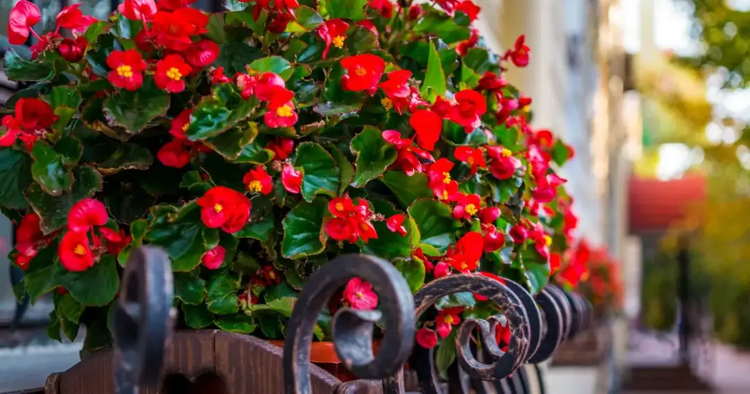 Jak przezimować begonie stale kwitnąca, aby przetrwały zimę bez szkód