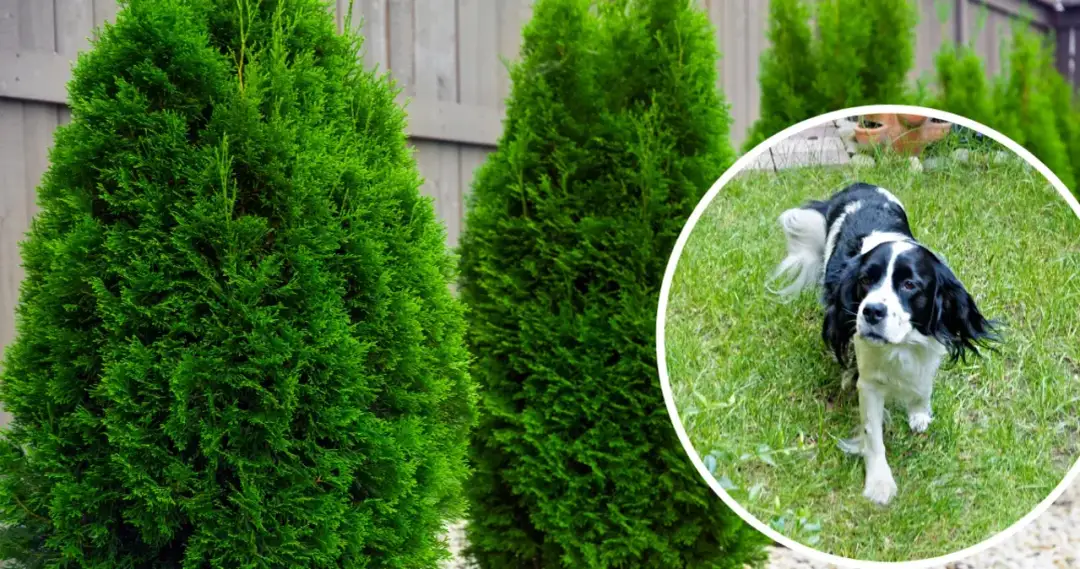 Jak zabezpieczyć tuje przed sikaniem psa i uratować rośliny