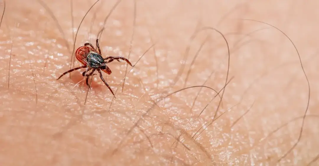 Dodatni wynik IgG antygen p41 w boreliozie: co znaczy dla pacjenta?