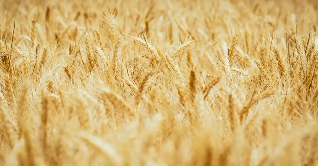 Koszty związane z uprawami: Co wpływa na ceny zbóż i jak je obliczyć?