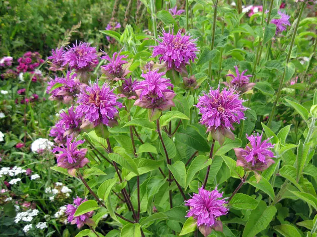 Jak przycinać pysznogłówkę, aby uniknąć błędów i cieszyć się pięknem rośliny