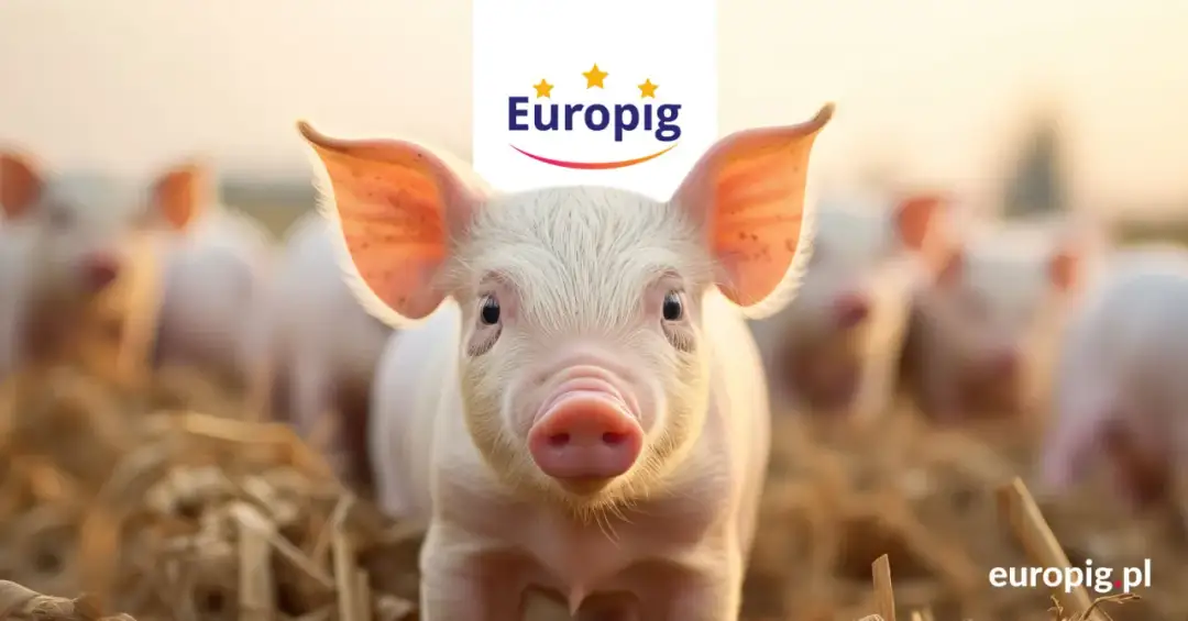 Dlaczego coraz więcej hodowców wybiera tucz kontraktowy?