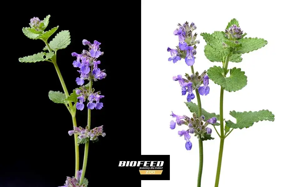 Kocimiętka dla kota - jak stosować bezpiecznie i skutecznie: poradnik eksperta