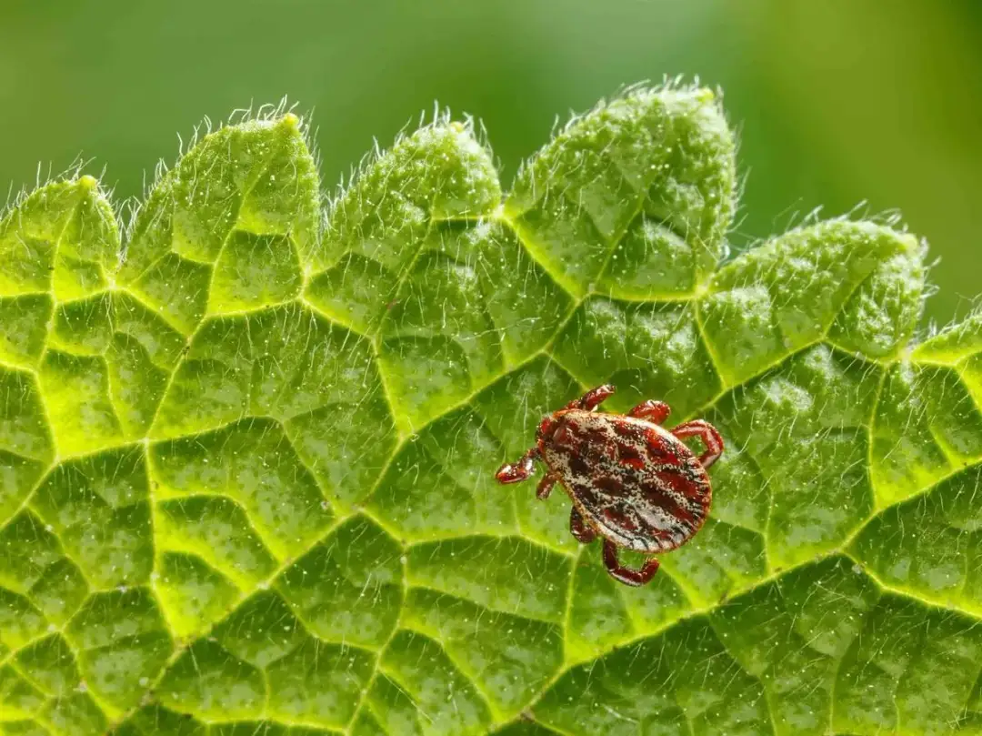Co na kleszcza – skuteczne sposoby ochrony i postępowanie po ukąszeniu