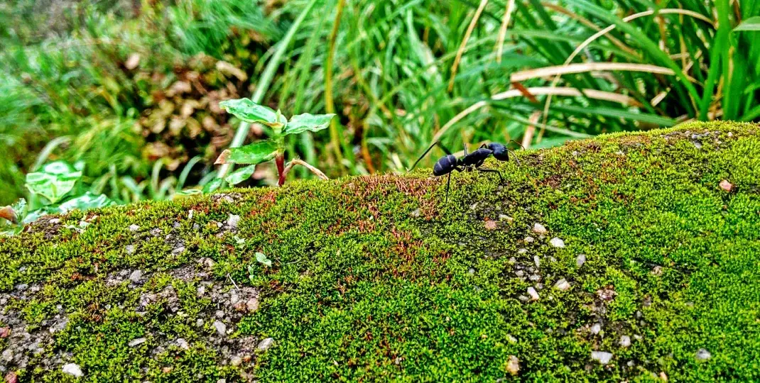 Jak skutecznie radzić sobie z mchem w ogrodzie i uniknąć problemów