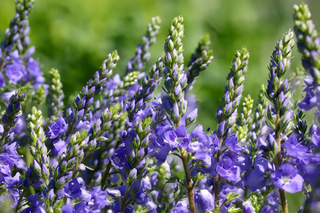 Jakie kwiaty sadzimy do gruntu w marcu? Lista i porady ogrodnika