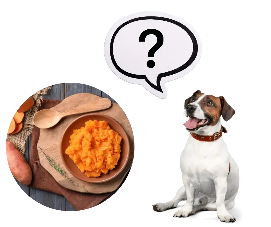 Czy pies może jeść bataty - kompletny poradnik żywienia i przygotowania