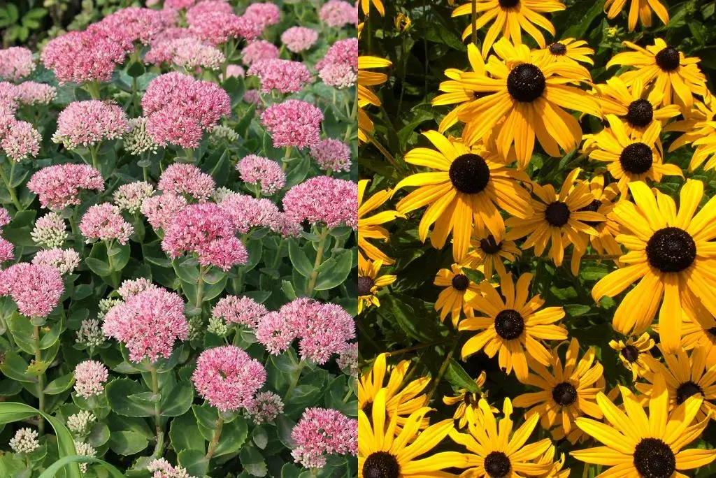Kwiaty letnie wieloletnie: Piękno i trwałość w Twoim ogrodzie
