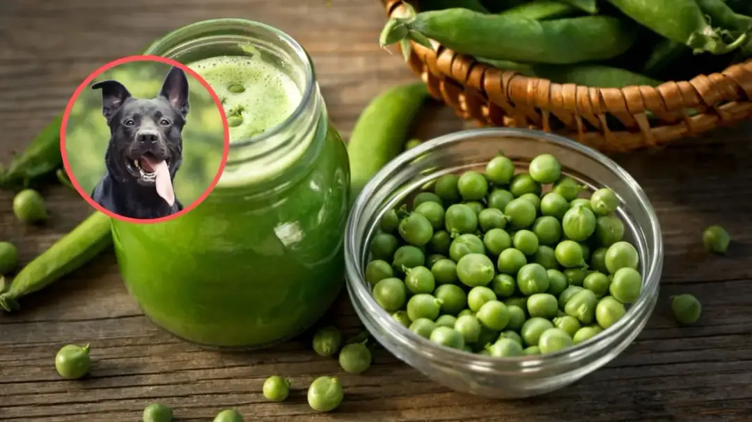 Czy pies może jeść groszek konserwowy? Co musisz wiedzieć o bezpieczeństwie