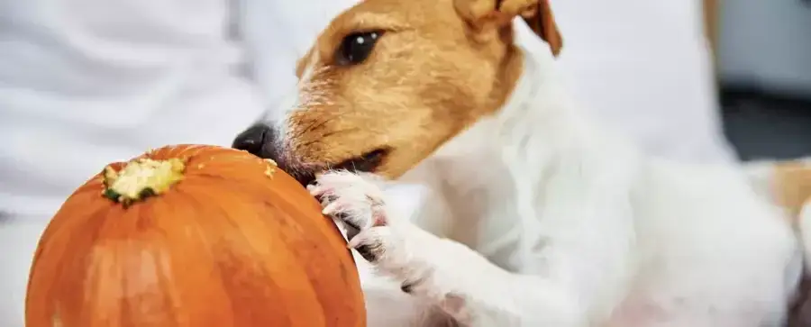Czy pies może jeść dynię? Poznaj zasady bezpiecznego karmienia pupila