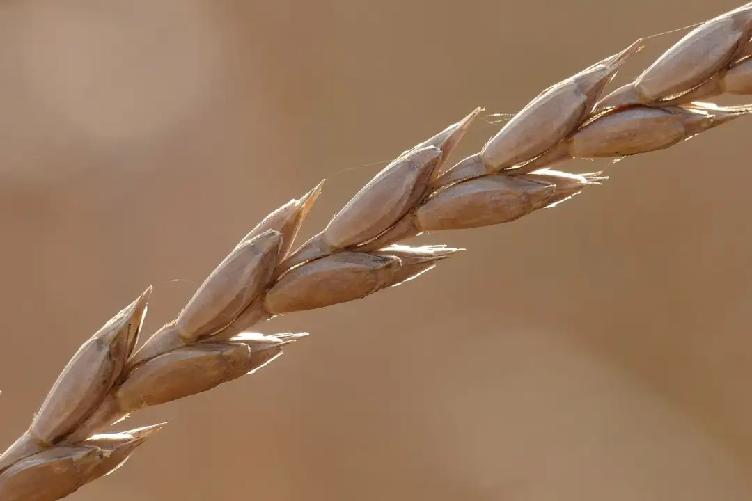 Orkisz - starodawne zboże z nowoczesnymi korzyściami