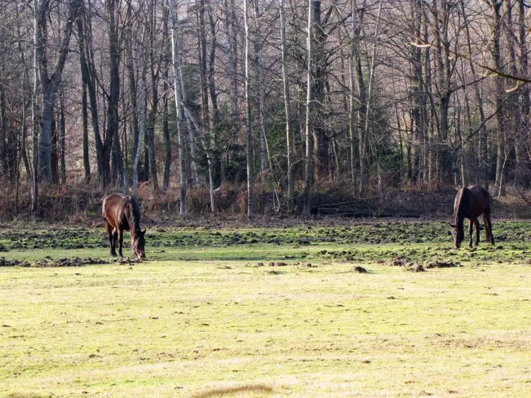 Stadnina koni Tychy - najlepsze miejsca na jazdę konną i naukę