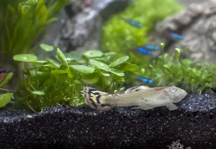 Co może być przyczyną zdychania rybek w akwarium - uniknij strat